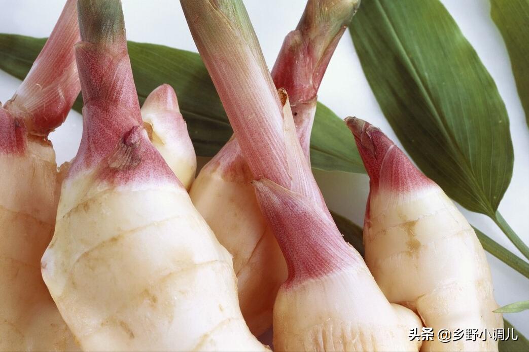 哪五种蔬菜不能吃,你知道哪三种蔬菜不能喂鸡吗