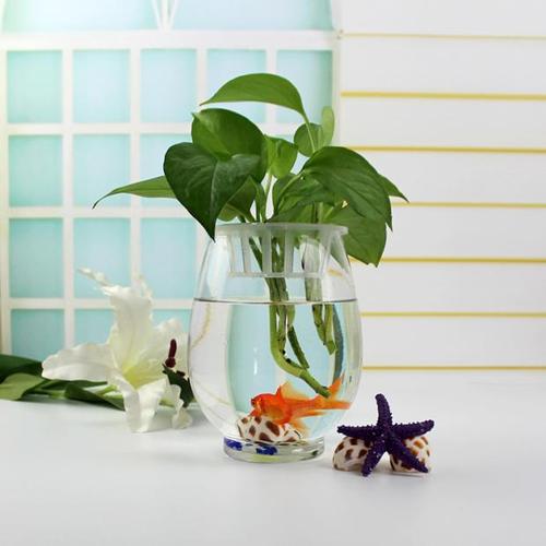 适合花鱼共养的水培植物,什么水培花卉可以和鱼一起养的