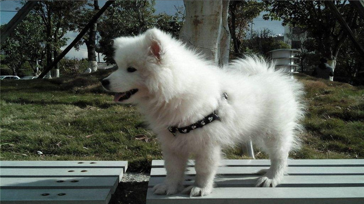 怎么看狗狗是否怀孕？4步帮你快速确定