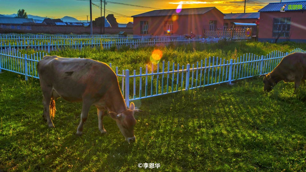 梵高画不出的向日葵,梵高画中的风景