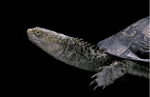 刺颈龟属图片,刺颈龟是保育品种吗