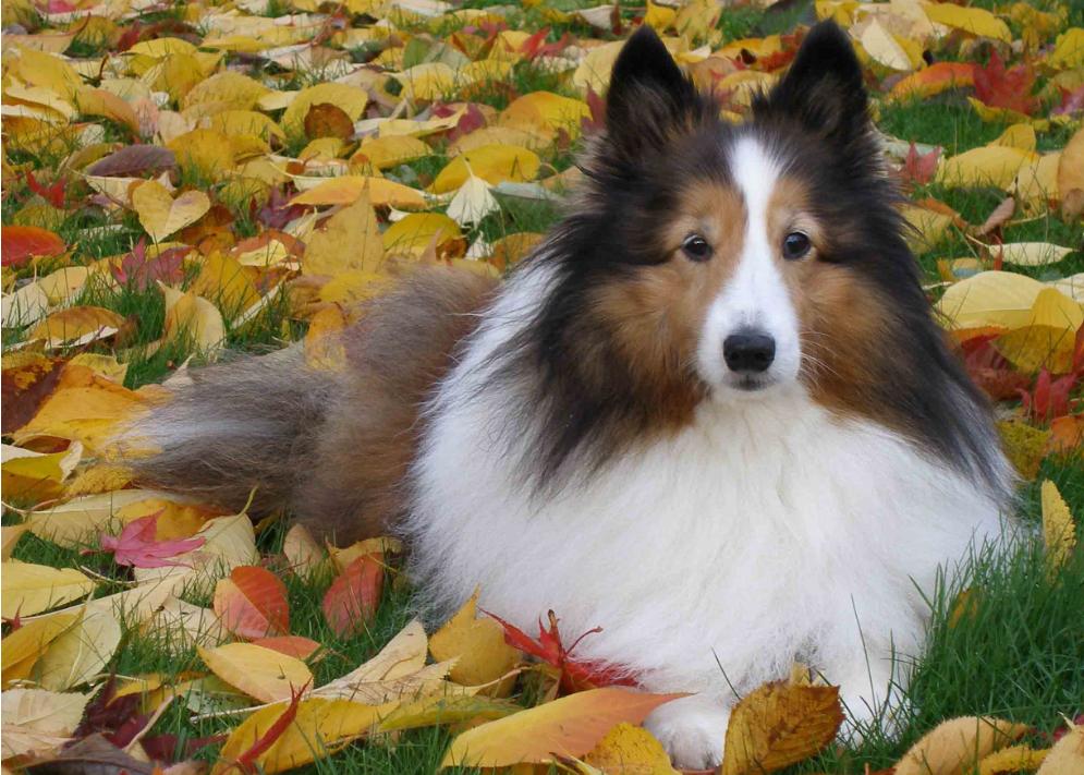 喜乐蒂牧羊犬和陨石色边牧啥区别,喜乐蒂牧羊犬与边境牧羊犬区别