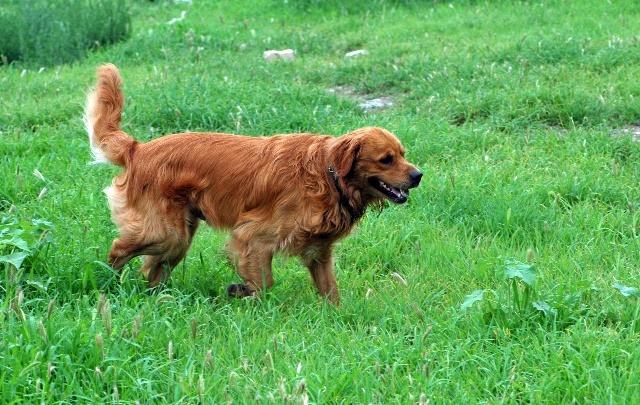 金毛很调皮教不听怎么办,金毛让主人生气