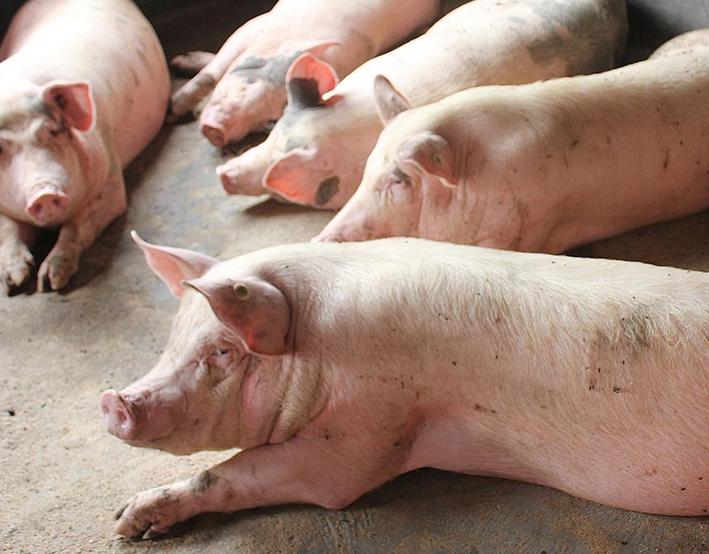 猪口蹄疫病是怎样的症状,猪口蹄疫开始的症状是怎样的