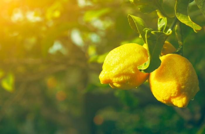 大田柠檬种植技术和管理,手指柠檬的种植和管理