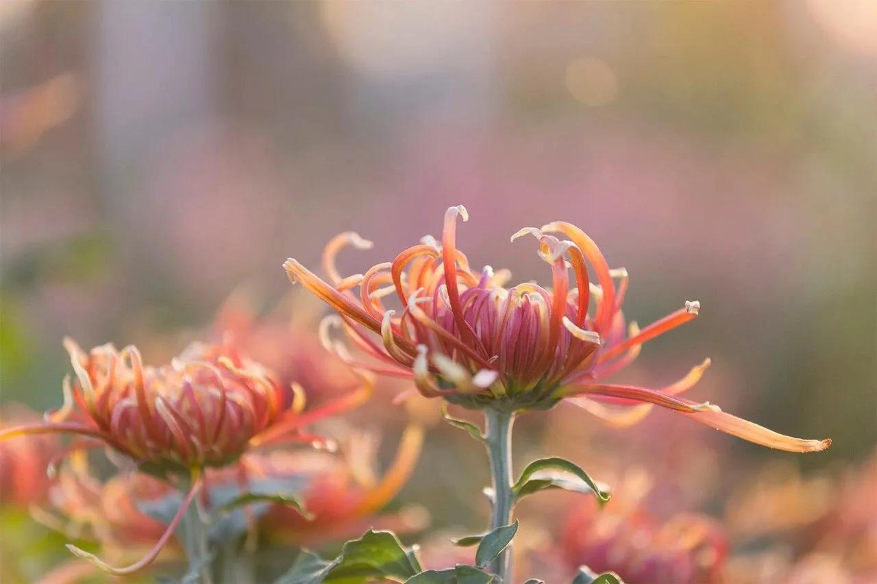 美丽的彼岸花,永不凋谢的彼岸花