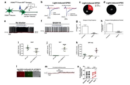 种族和族群与晚年抑郁症的严重程度、症状负担和治疗之间的关系