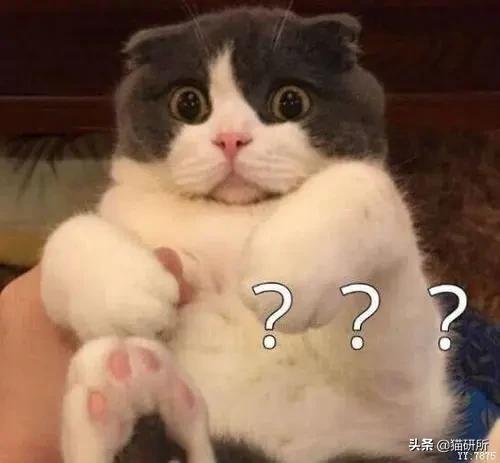 给猫咪装的摄像头是什么样子的,猫咪摄像头有哪些