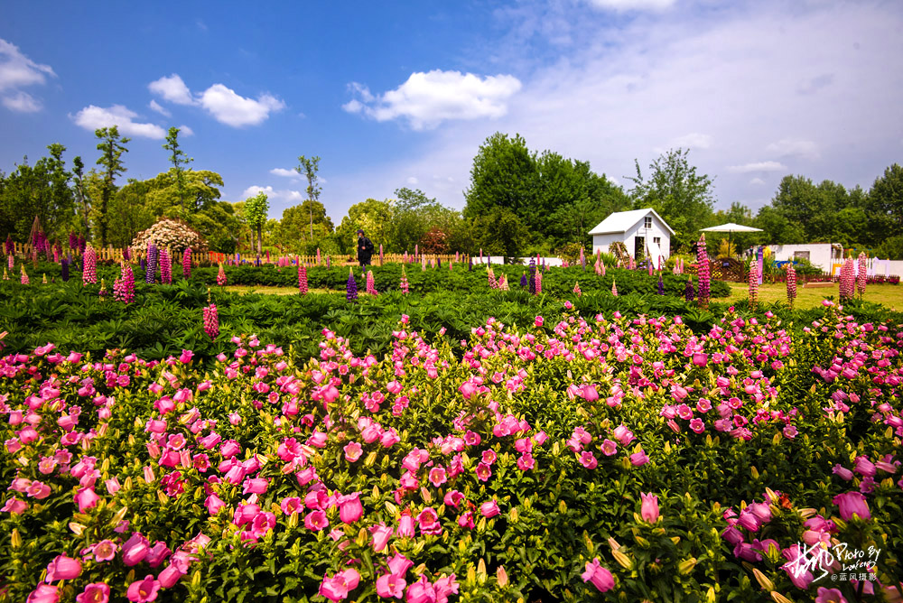上海国际花展一览表,上海国际花展一览