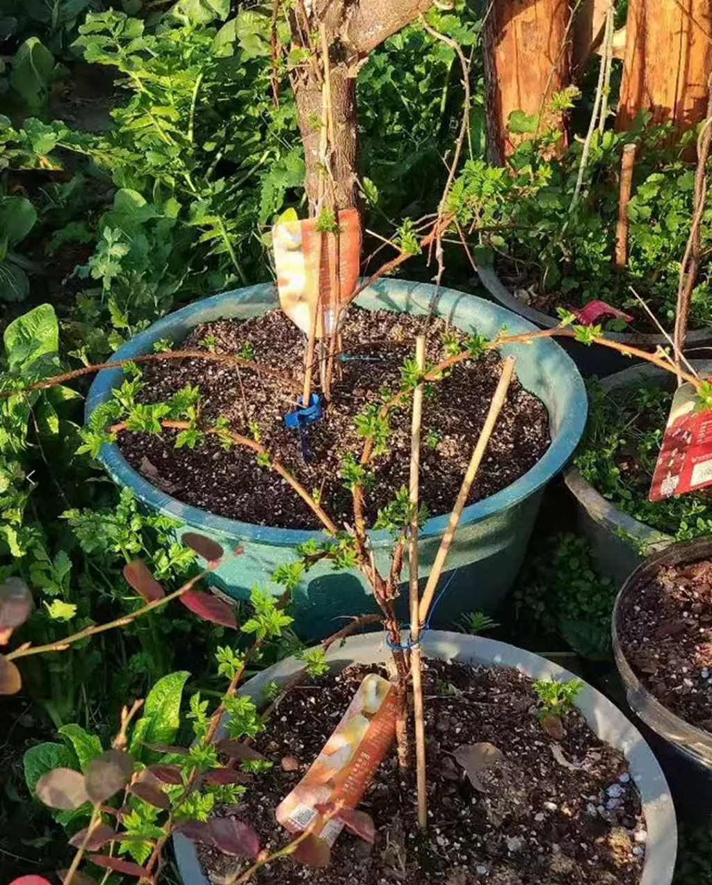 适合广东种植的双季树莓,北方双季树莓