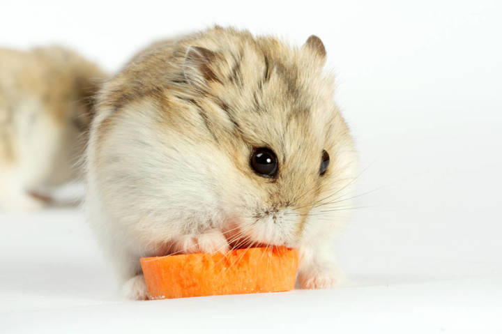 宠物仓鼠咬人流血了怎么办,仓鼠咬人伤口一般什么样子