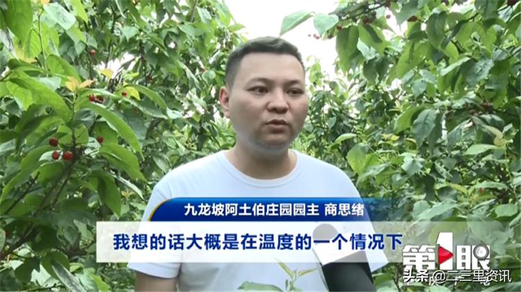 都说樱桃有虫子樱桃到底能不能吃,樱桃泡出来虫子是什么