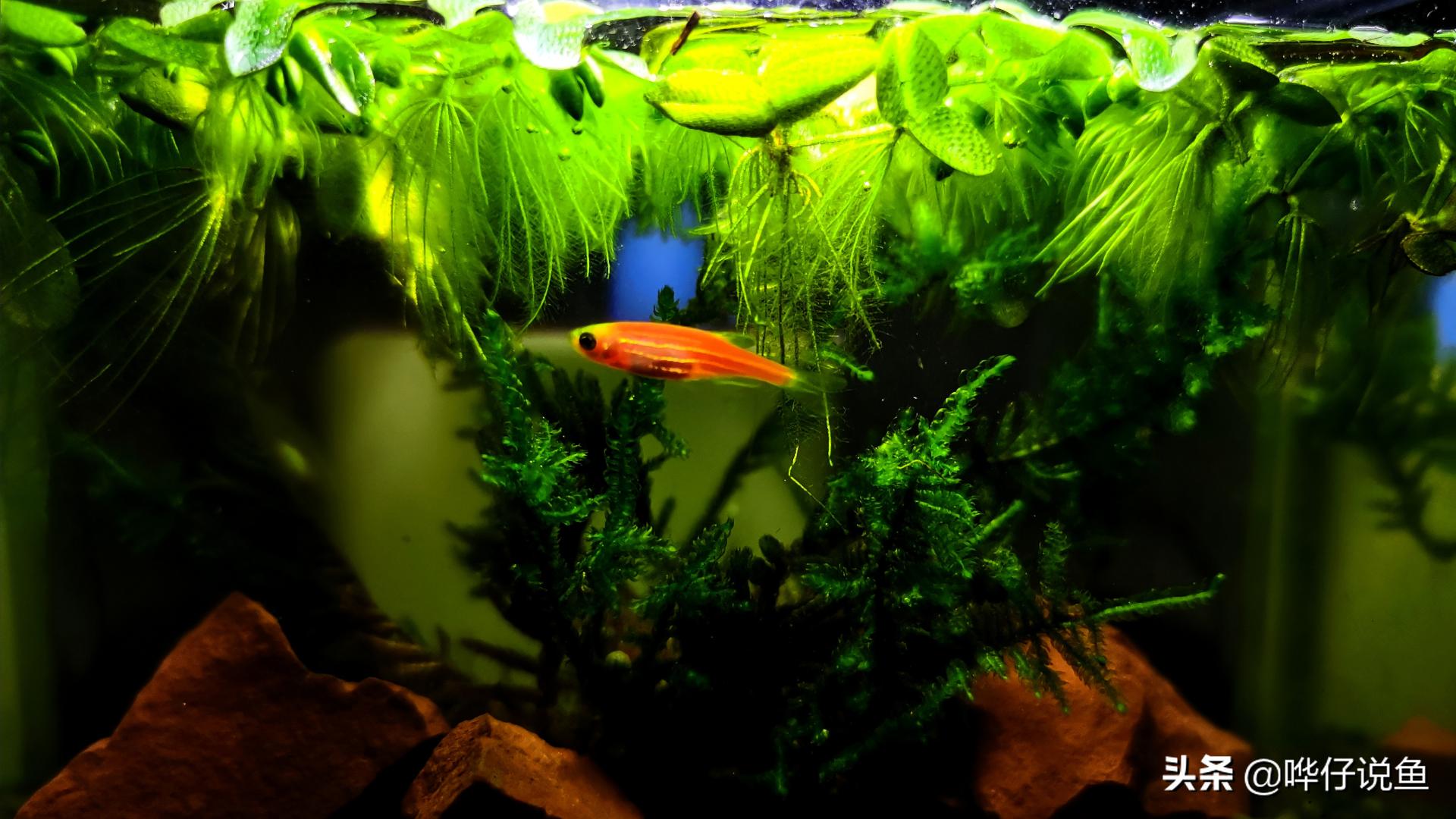 新手草缸饲养小型斑马鱼,斑马鱼小型热带观赏鱼如何饲养