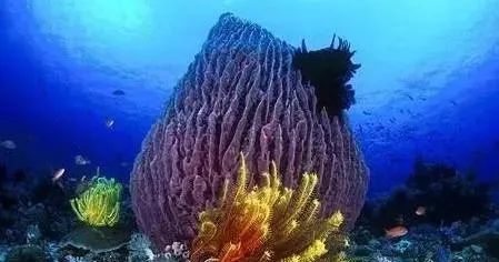 全球top是什么意思啊,全球top的作品