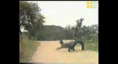 叶底偷桃vs海底捞月,黑龙十八手第四招叶底偷桃