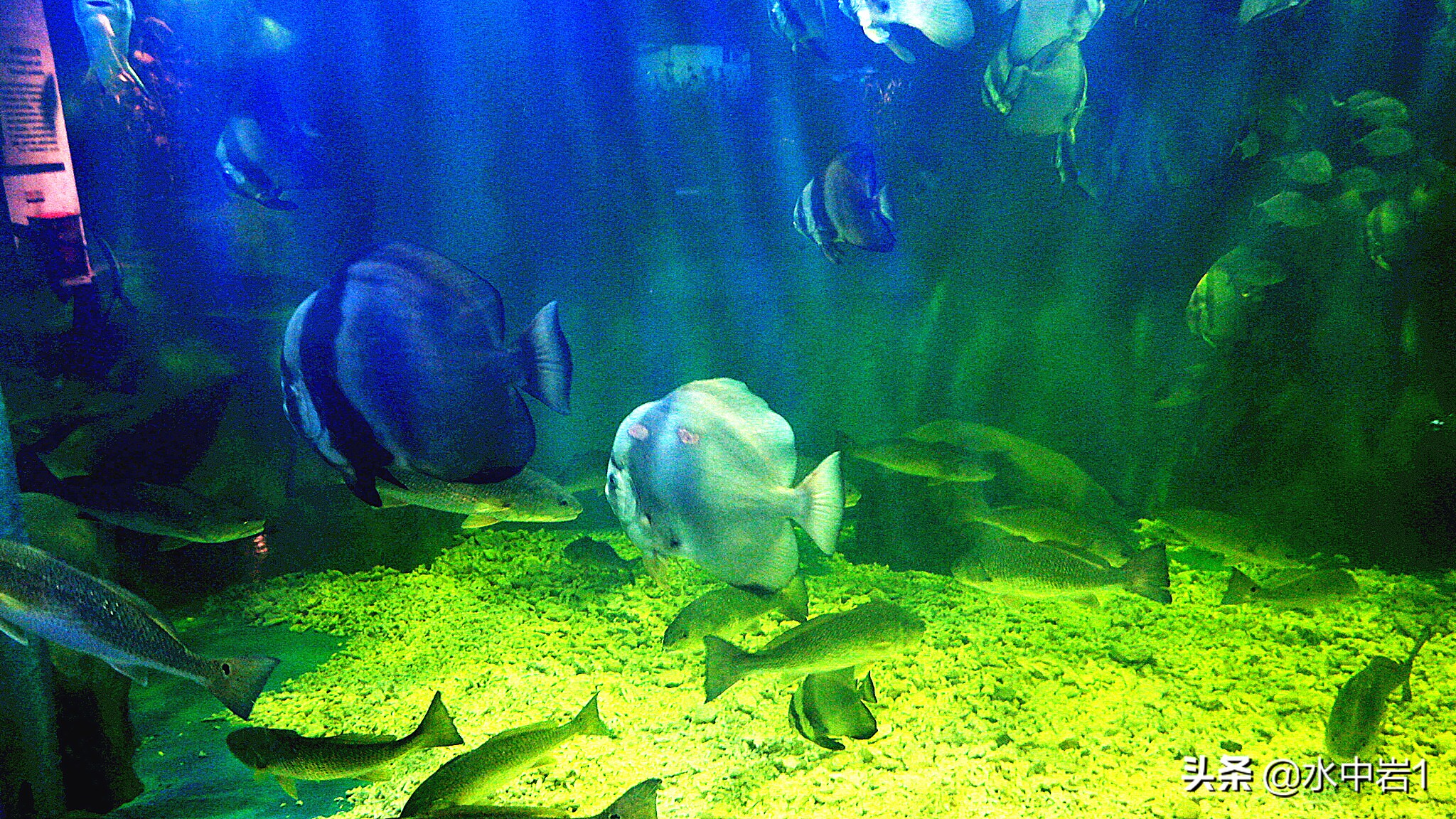 长江流域湿地生态环境保护,长江流域环境保护成果