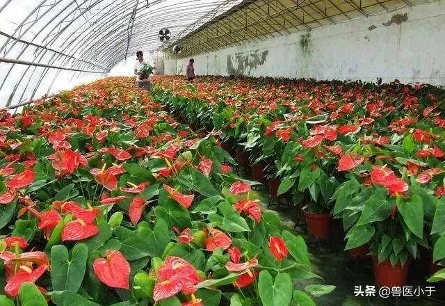 农村2023年致富项目小本生意,农村致富创业项目小本生意投资