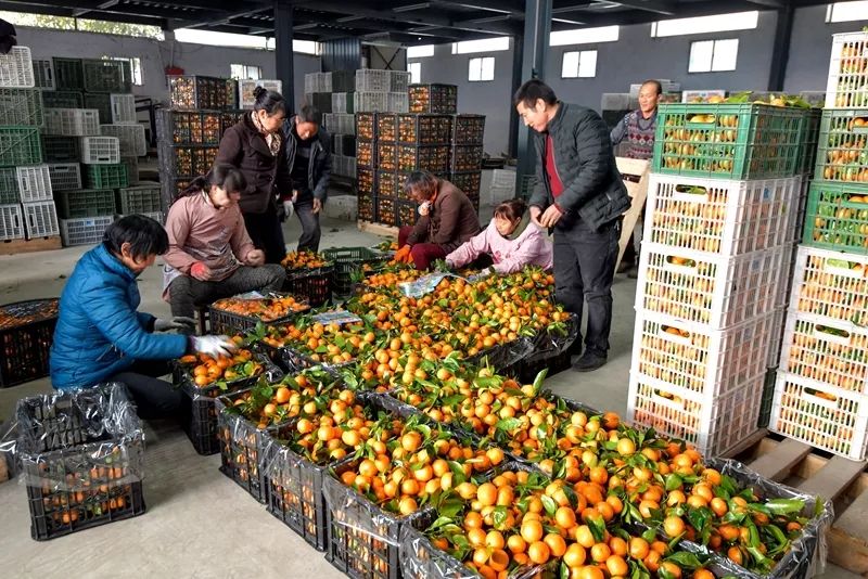 从果农到经纪人，这个城固村民，把城固柑桔卖到国外去了