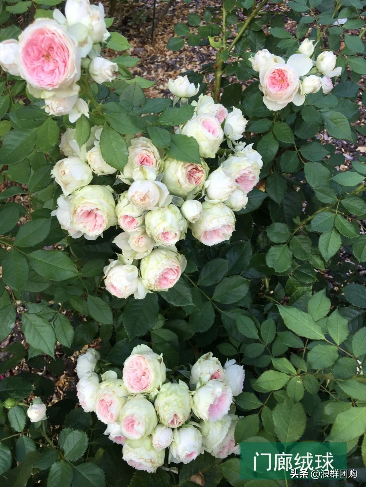 月季哪些品种大花又香,月季哪些品种花期长耐阴耐寒耐旱