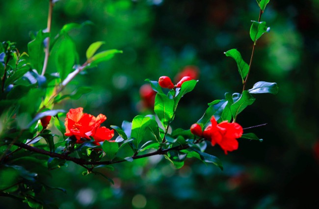 李白写的边塞诗有哪些,李白的边塞诗从军行阅读题