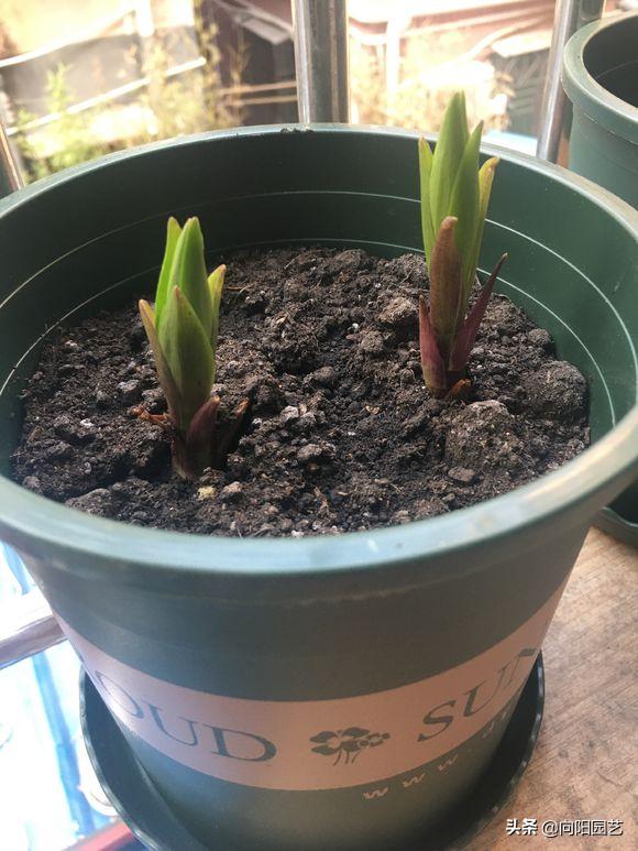 把百合种在花盆里能不能浇水,花无缺水溶肥种植百合