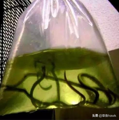 机场安检奇怪的行李,机场安检看到行李箱的奇怪东西