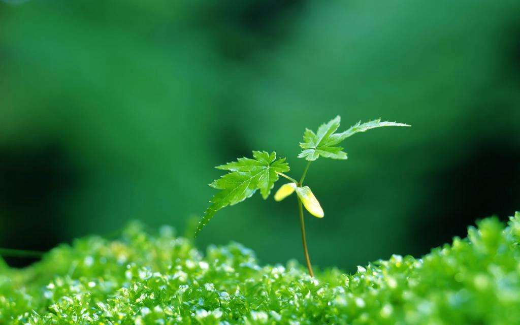 植物有哪些保护自己生存的绝招,植物遇到危险如何防御