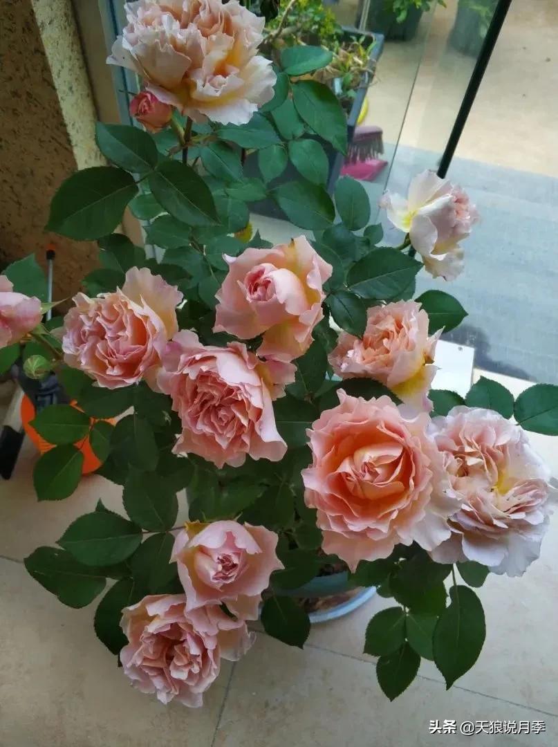 月季花是时候展现真正的技术了 (开春的第一波月季花就这么过去了)