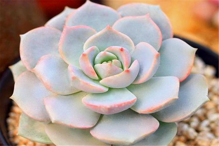 多肉白牡丹徒长图片大全,多肉白牡丹怎么养成老桩