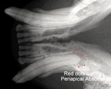 猫咪的牙齿断了一截怎么办,猫咪的牙齿断了半截是怎么回事