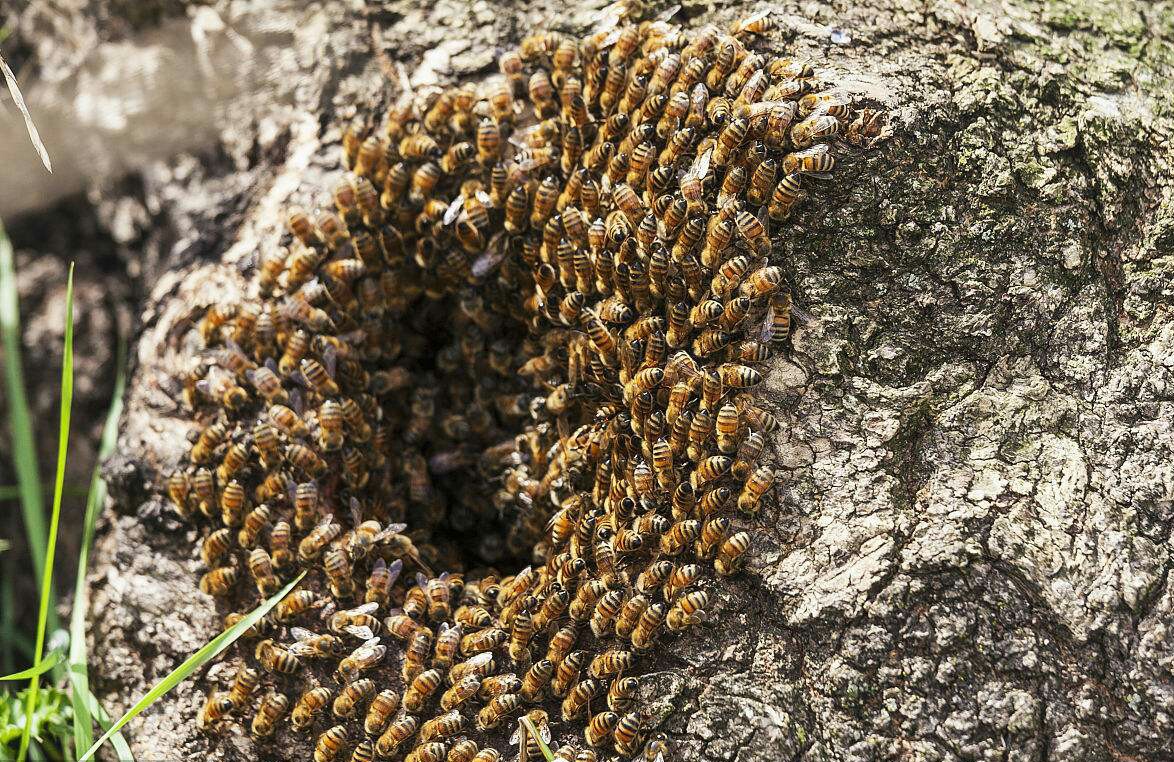 怎么追踪野生蜜蜂视频,怎样野外捕捉蜜蜂