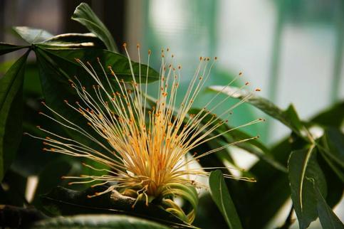 发财树什么样的情况下还能救活,发财树很细怎么办