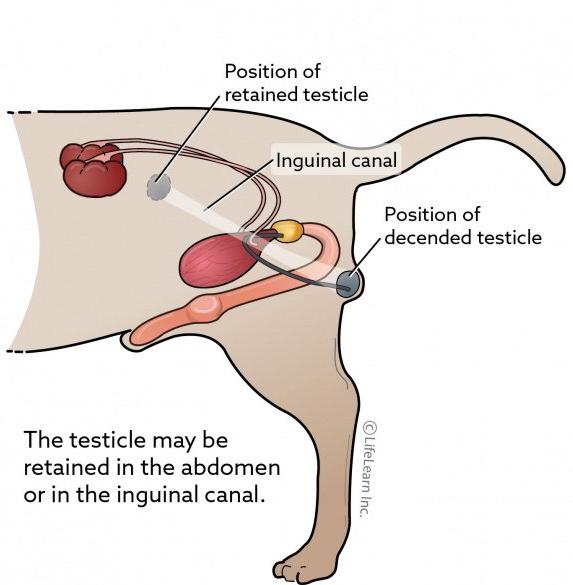 狗隐睾肿大变硬一定是癌症吗,隐睾恶性几率