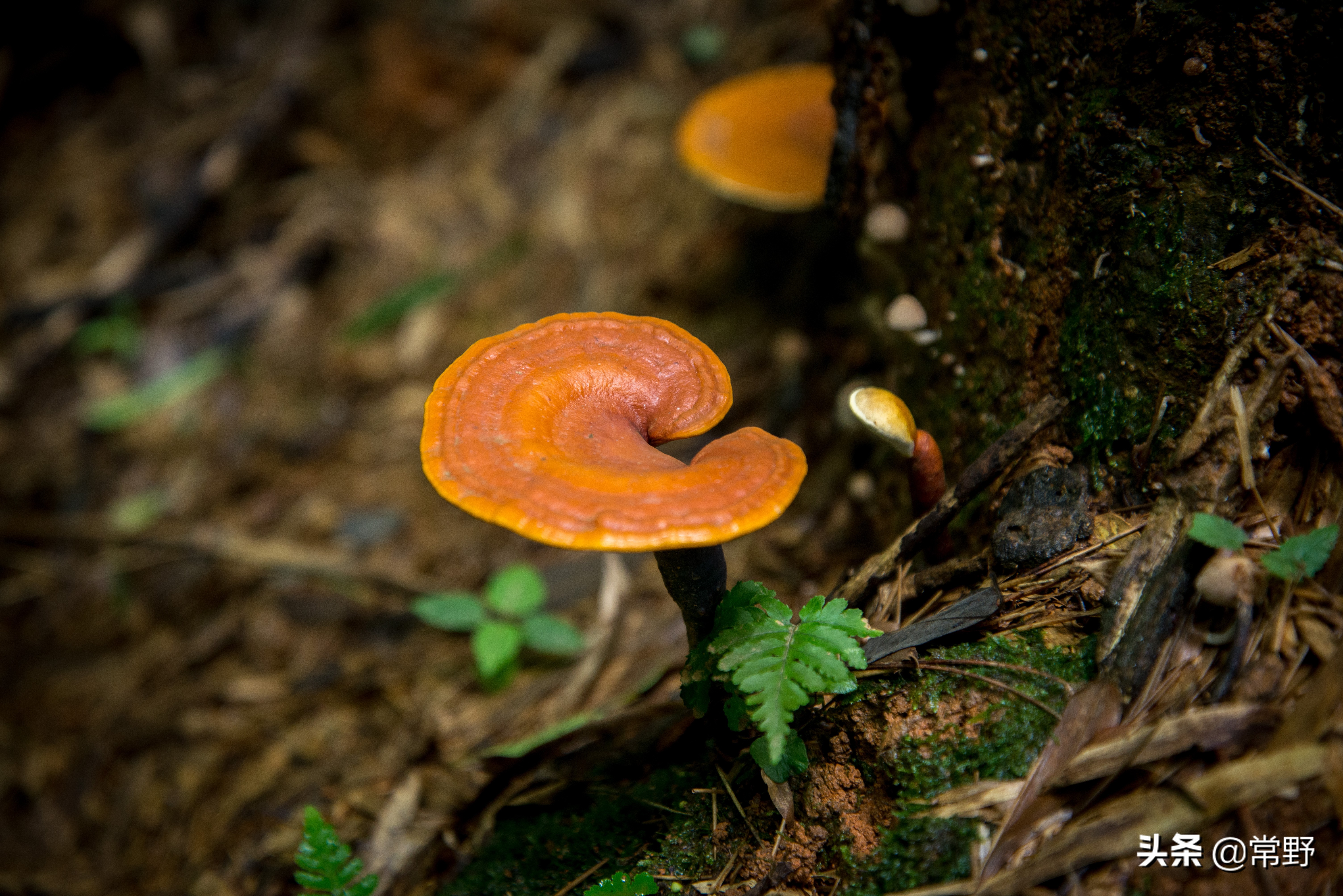 长沙谷山为什么叫谷山,长沙郊野公园