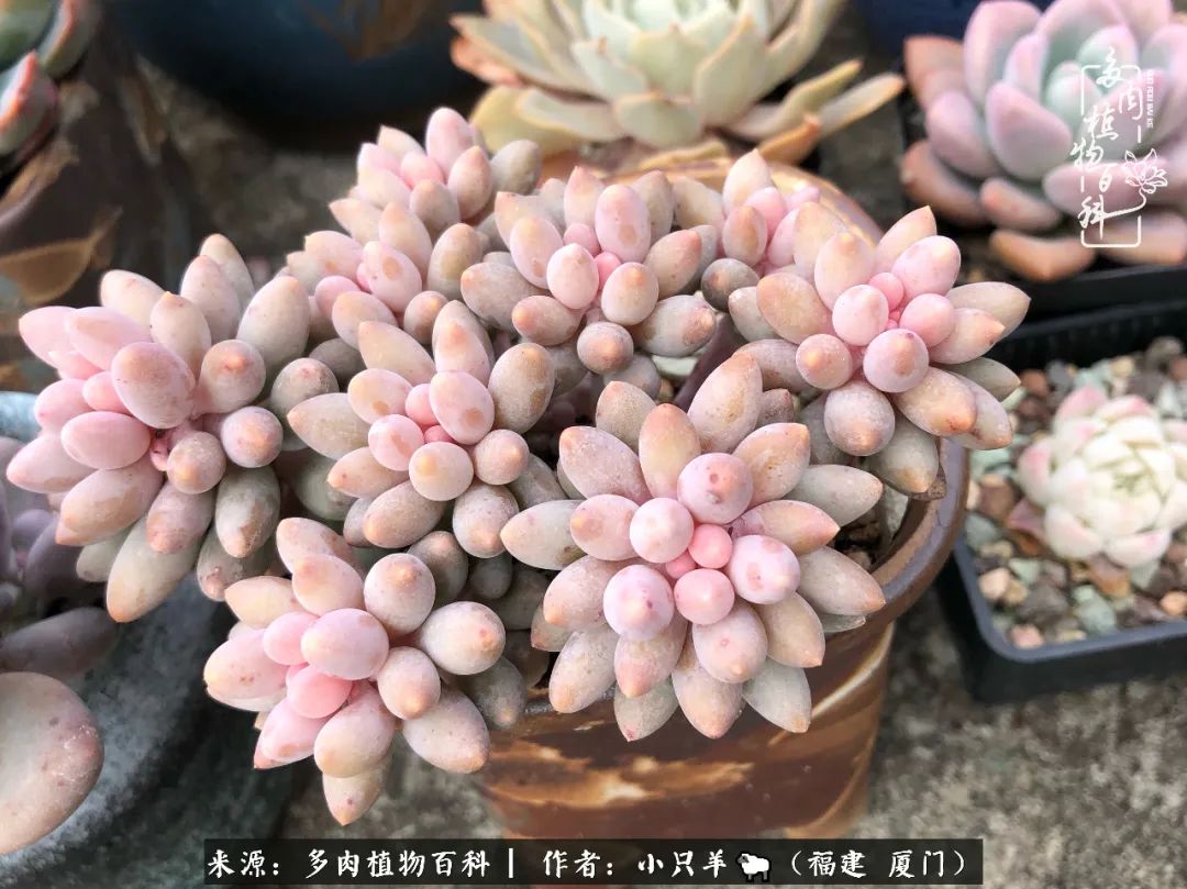 大城小爱:养多肉是个愉快的过程,种下去就有了无尽的期待