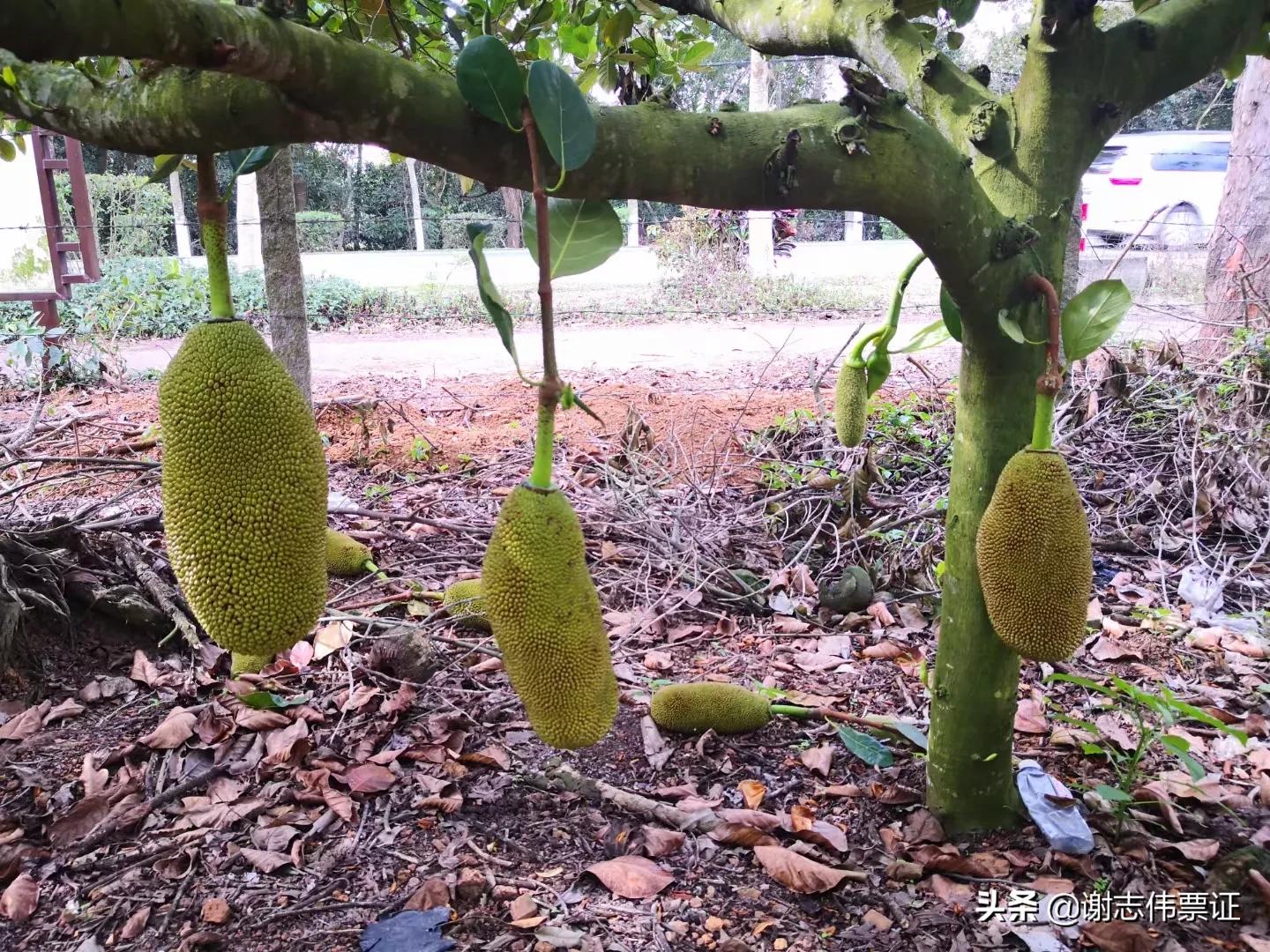 海南菠萝蜜旅游攻略,海南旅游菠萝蜜免费吃