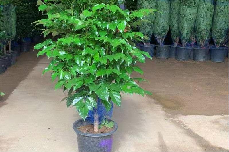 绿宝树叶子枯萎是什么原因,绿宝树叶子一半绿一半干枯