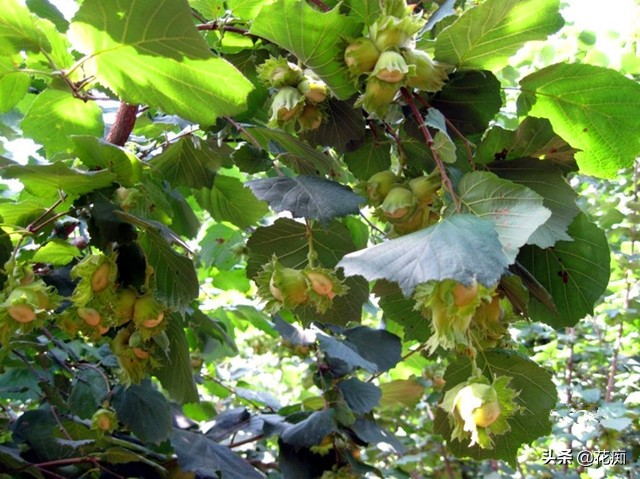 榛子树如何剪枝榛子结果多,哪种榛子树高产