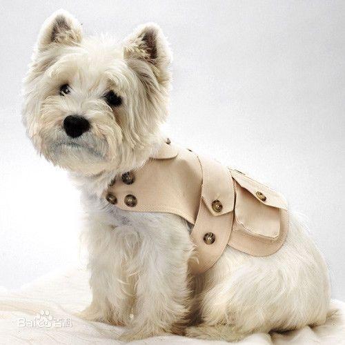 世界上所有的狗品种图片,世界最名贵的狗前十名及其简介