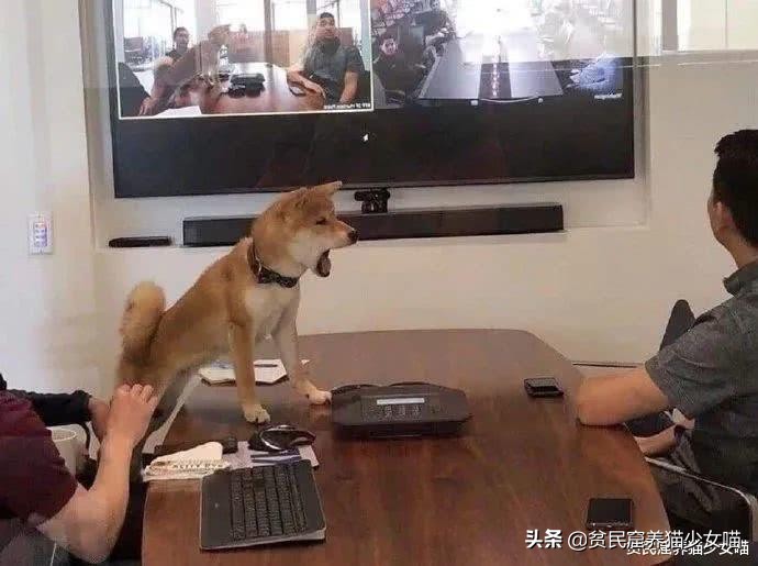 西班牙宠物狗被遛30次,西班牙狗狗一天被遛28次