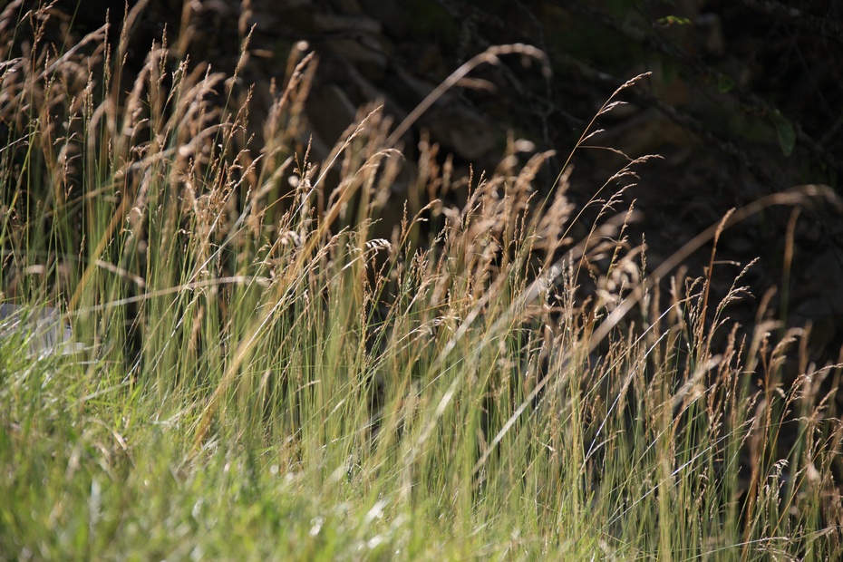 米亚罗-大美理礼县