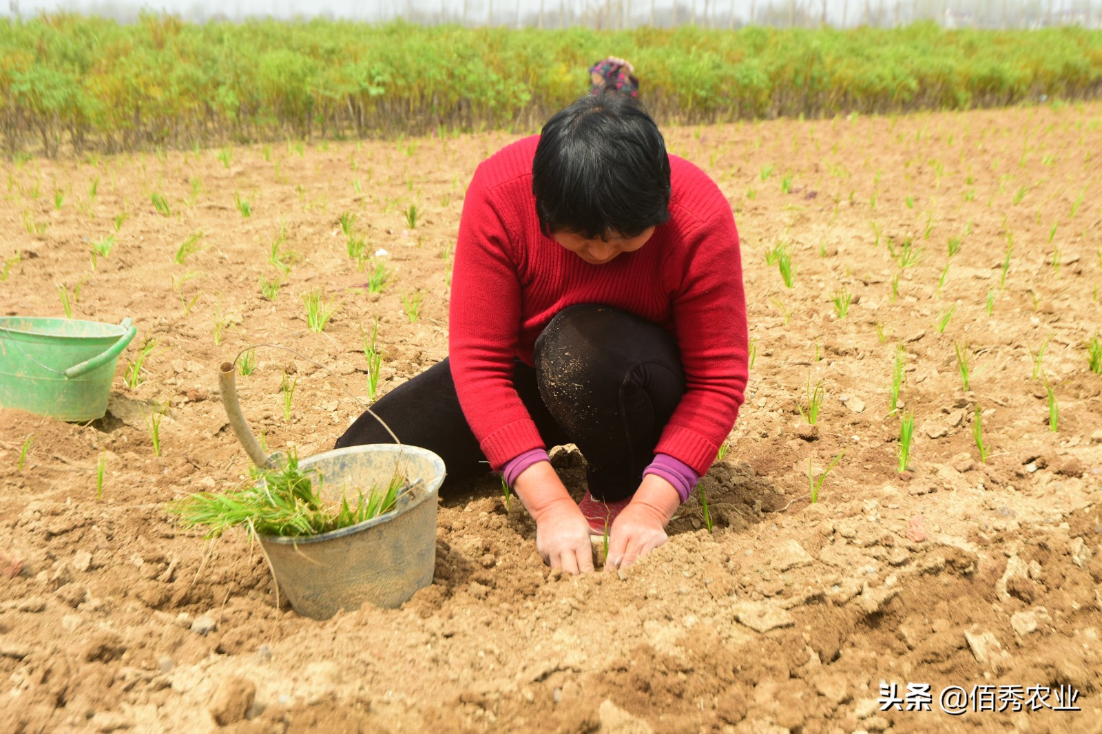 农村农场创业可以做什么,想回农村种植养殖创业怎么办
