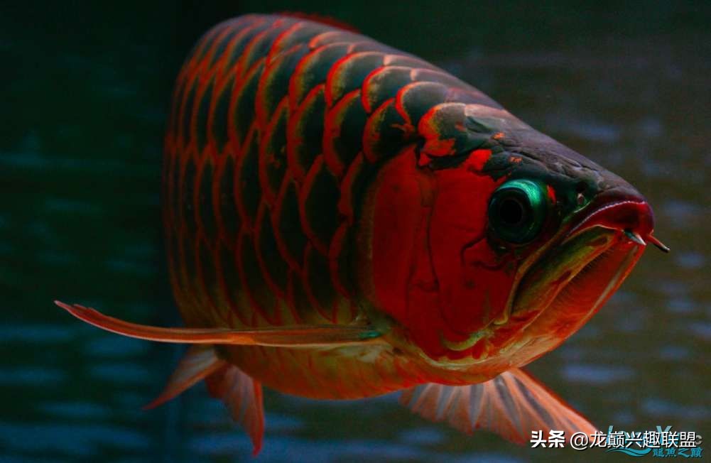 龙鱼受惊后关灯静养还是开灯,龙鱼刚到家应该开灯还是关灯静养