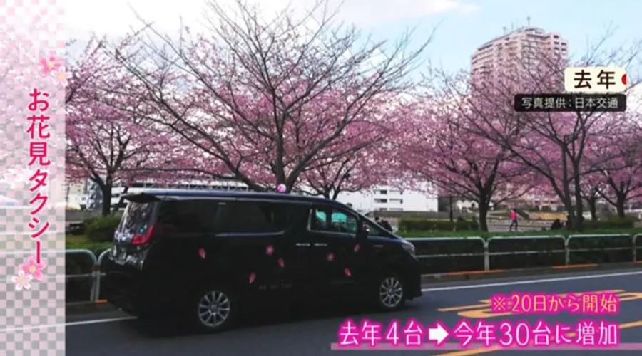 疫情期间为了赏樱花,憋坏了的日本人都想出了哪些另类方法?