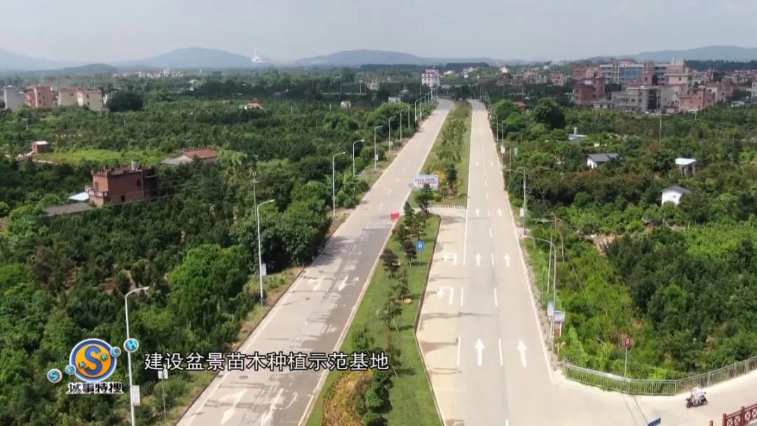 罗汉松树盆景精品欣赏,广州罗汉松盆景