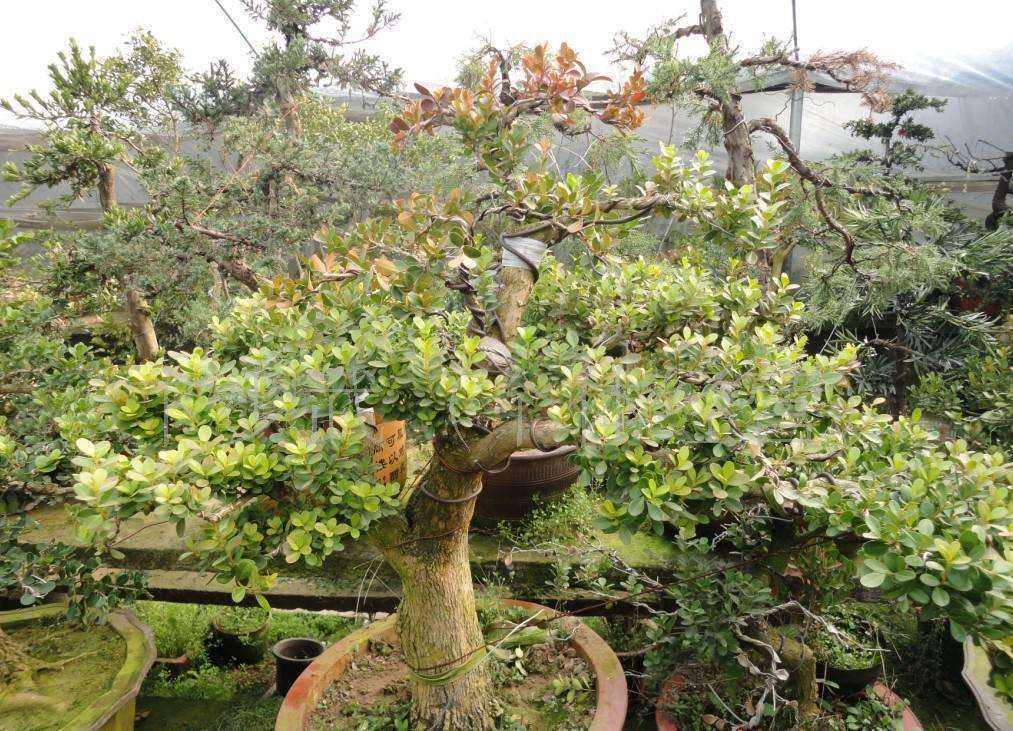 黄杨盆景生命力怎么样,黄杨盆景好养活吗