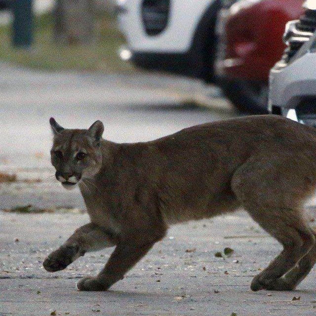 野猪、美洲狮“进城”都不稀奇，它的到来却让无数纽约人毛骨悚然