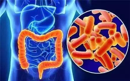 肠道细菌太多怎么办,肠道细菌分为哪三类
