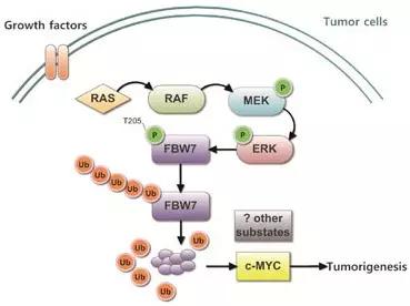 硬货的解析,硬货必买的10种