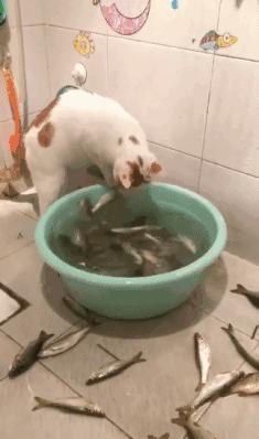 为什么现在年轻人喜欢养猫,当代年轻人不养孩子养猫